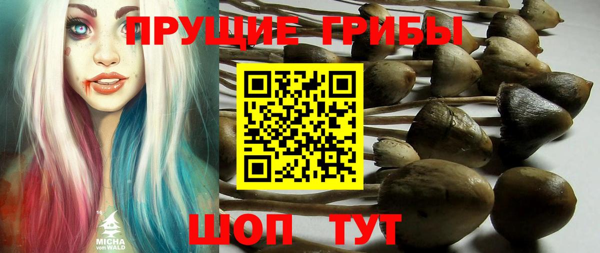 Псилоцибиновые грибы GOLDEN TEACHER  Галлюциногенные грибы Psilocybe  Ртищево  Вход с VPN 